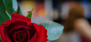 Una fotografía de un libro y una rosa. Tipica estampa de un Sant Jordi en una libreria de Barcelona.